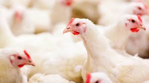 Importación de pollo a Colombia podría reducir por restricciones a alimentos importados. ¿Se vería afectada la canasta familiar?