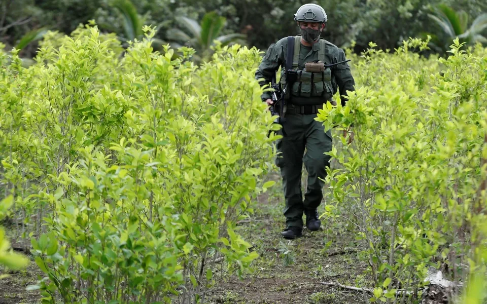 Estados Unidos decidió suspender el monitoreo de coca en Colombia antes de la llegada de Petro