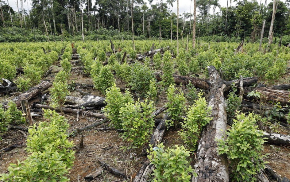 Los cultivos de coca volvieron a romper récord con 230.000 hectáreas en 2022