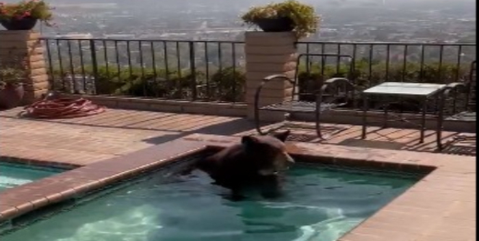 En Estados Unidos captan a un oso bañándose en el jacuzzi de una casa en plena ola de calor