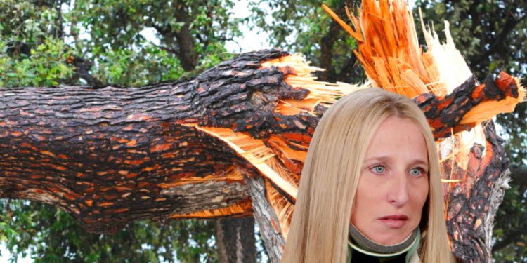 Mujer recibirá 5,5 millones de dólares por caerle un árbol de Central Park en por Nueva York