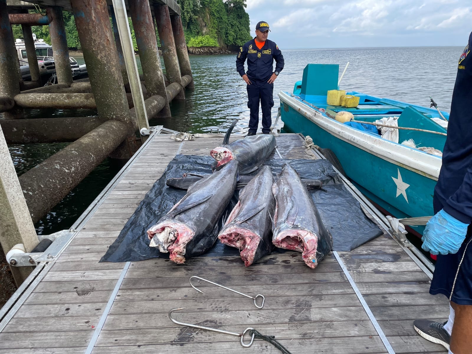 Incautan más de 700 kilos de pesca ilegal de pez dorado y marlín en el Cauca