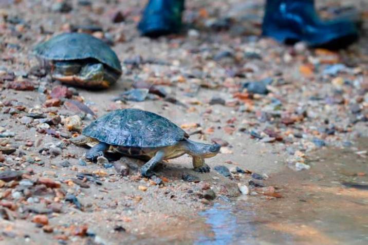 Devuelven a su hábitat natural más de 1.200 tortugas en el departamento del Vichada