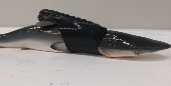 Encuentran muerto un tiburón en el Caribe atrapado por una sandalia
