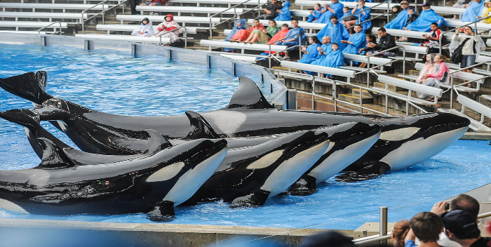 SeaWorld de Orlando abre sus puertas para vivir el cuidado de animales marinos