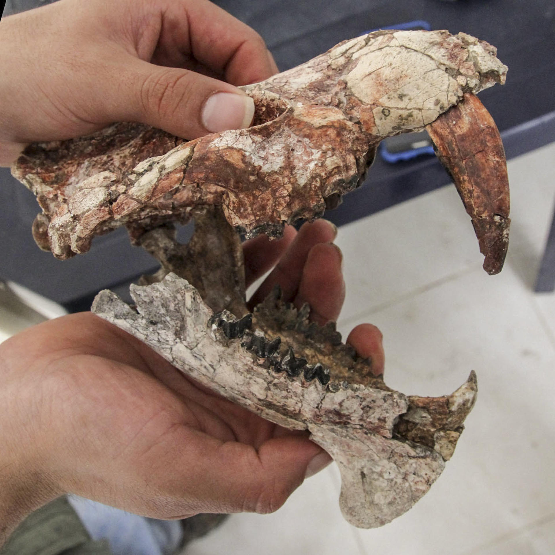 Hallan en el desierto de Tatacoa un fósil de una especie carnívora que vivió hace 13 millones de años