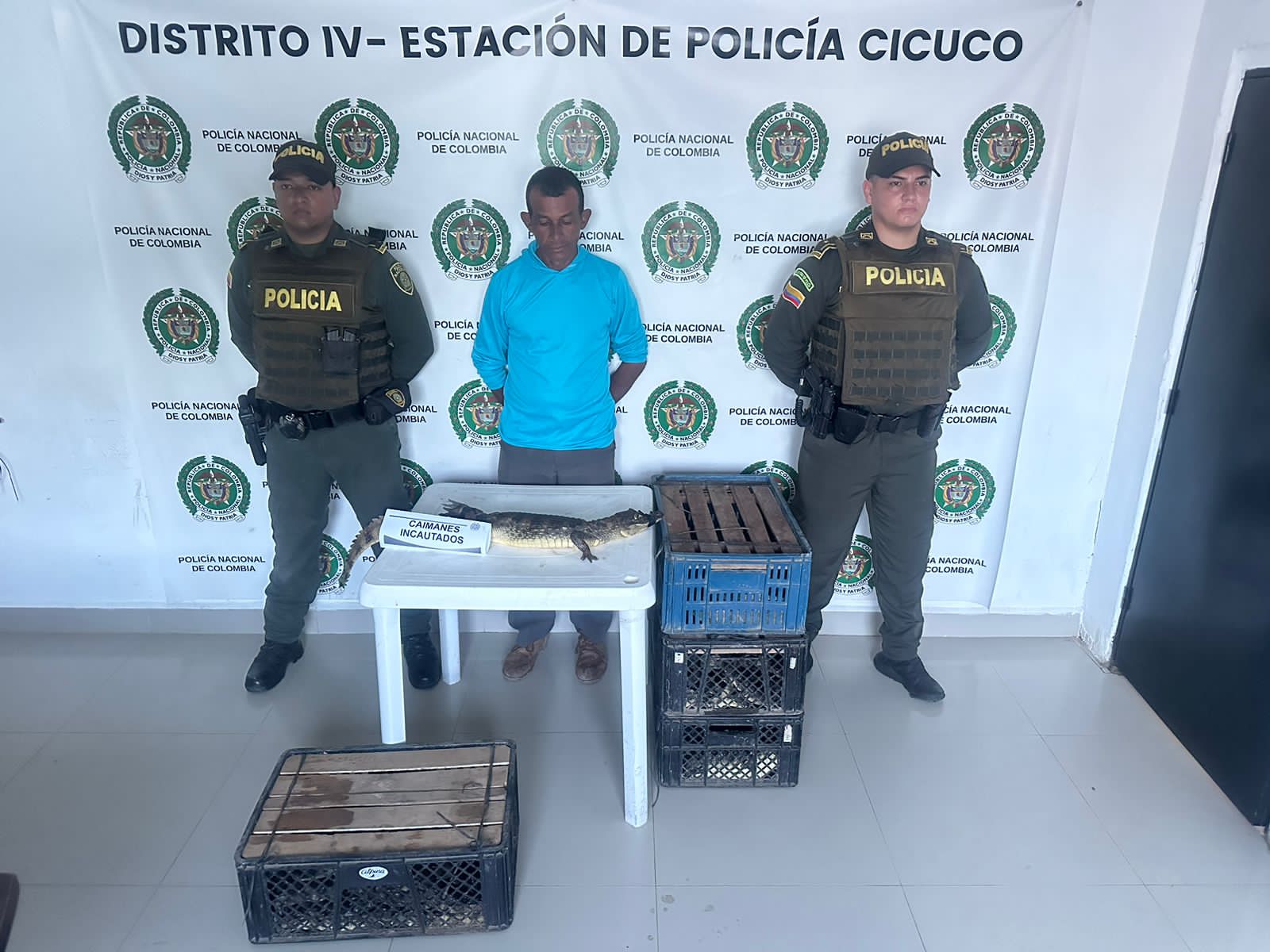 Hombre de 50 año transportaba 711 babillas vivas en Cicuco con fines de comercio ilegal