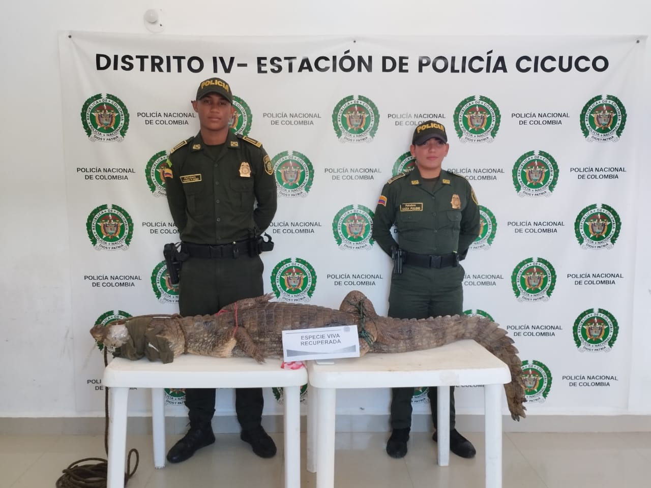Comunidad de Cicuco Bolívar, entregó a la Policía una babilla que se estaba comiendo a sus gallinas y animales domésticos