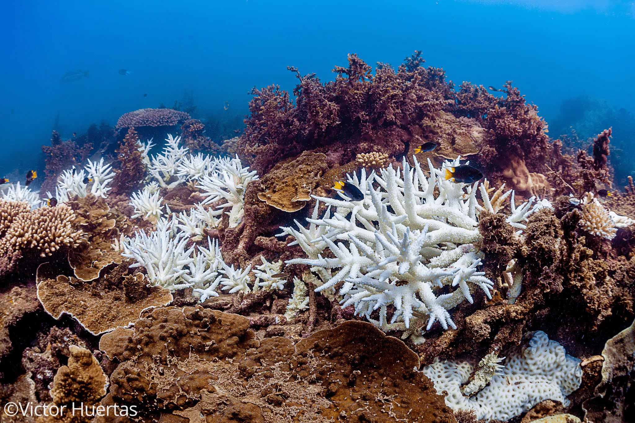 Entre el 70 % y el 80 % de los arrecifes coralinos presentan blanqueamiento