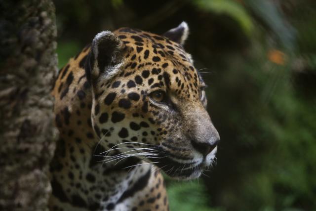 Alertan que el jaguar ha perdido un 39 % de su hábitat en el país