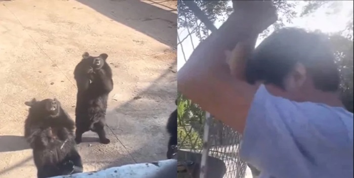 Un oso imita los pasos de un baile viral de TikTok