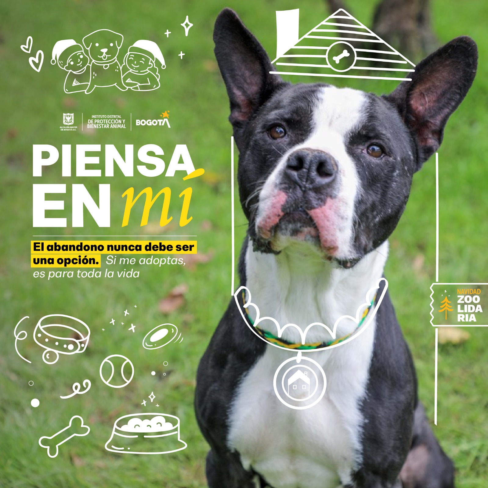 Distrito de Bogotá invita a la ciudadanía a vivir las festividades de manera responsable con los animales