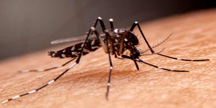 Gobierno de Lula pide unión para enfrentar al virus del dengue