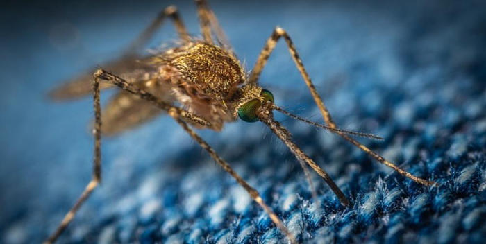Cómo sacar los mosquito de tu casa según la IA