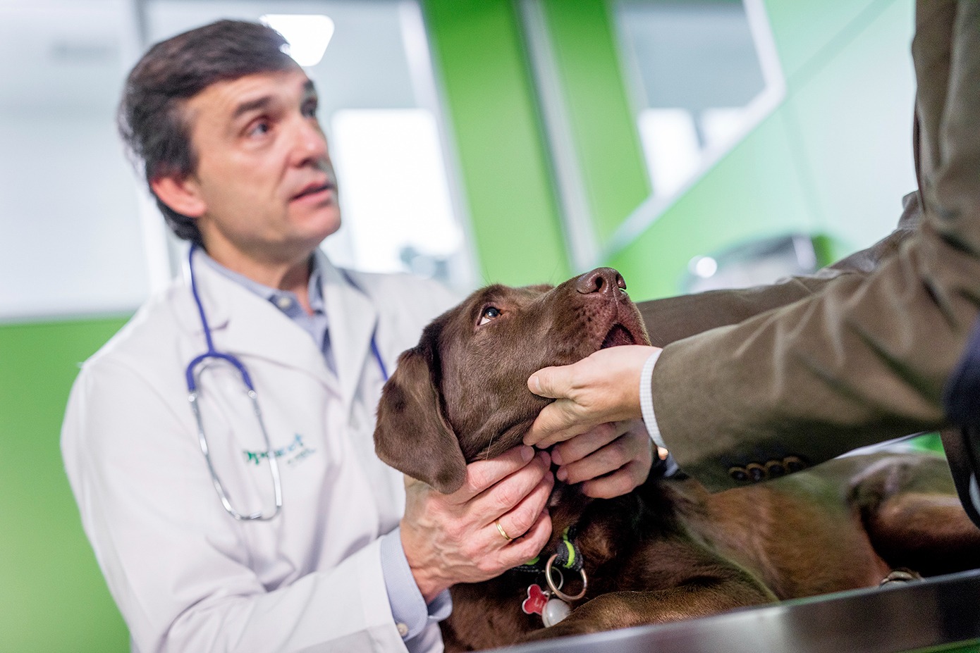 La tos de las perreras: una enfermedad altamente contagiosa que puede afectar a todos los perros.
