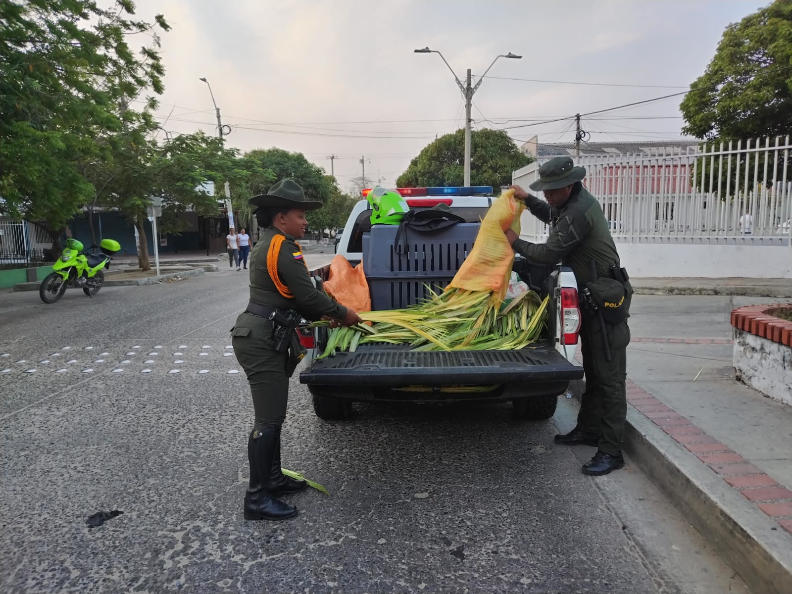 Policía metropolitana de Barranquilla realiza la incautación de 2200 cogollos de palmiche