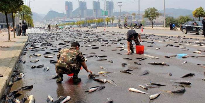Lluvia de peces sorprende en Irán