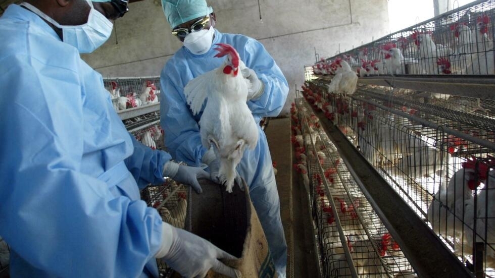 México registra el primer deceso por virus de gripe aviar en el mundo, alerta OMS