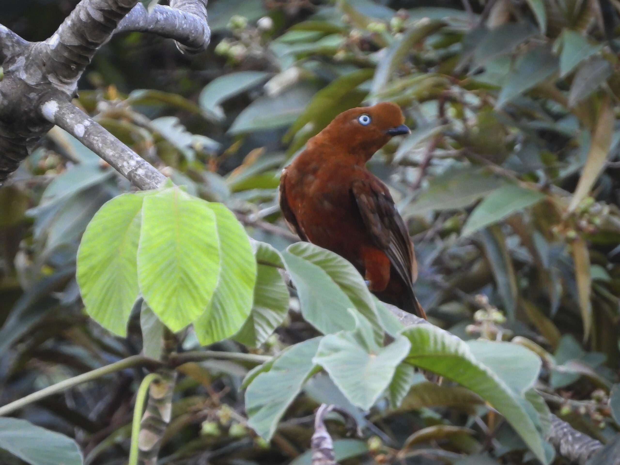 Indra y Centro de Semillas: Alianza por la Conservación de la Amazonía