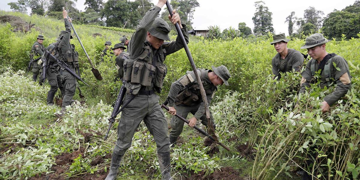 Cultivos ilícitos en Colombia aumentan menos del 10%, pero sube la productividad por hectárea