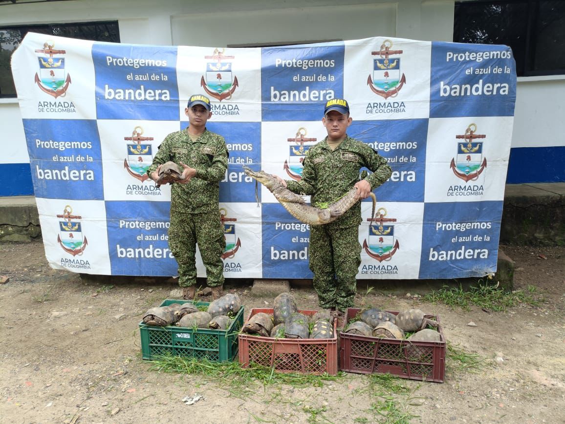 Armada de Colombia Libera Especies en Riesgo y Refuerza su Compromiso Ambiental en el Caribe