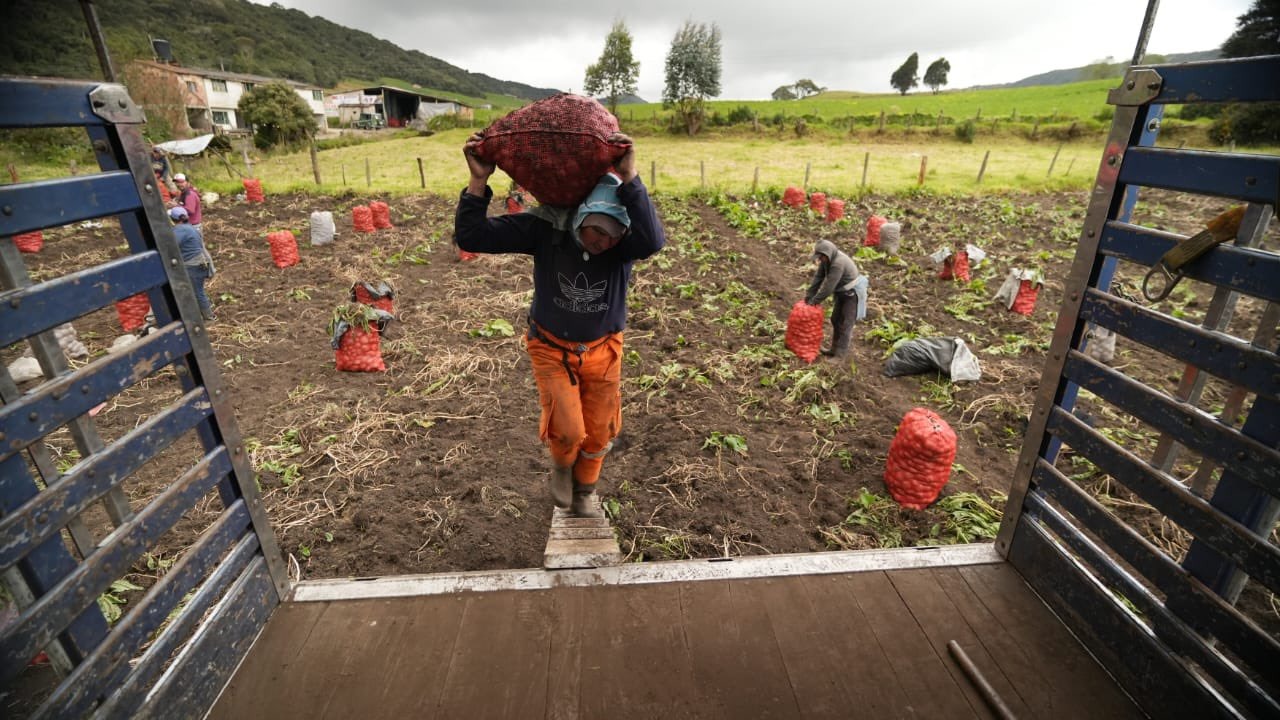 Productores de papa en Boyacá fortalecen su organización para mejorar precios y ventas