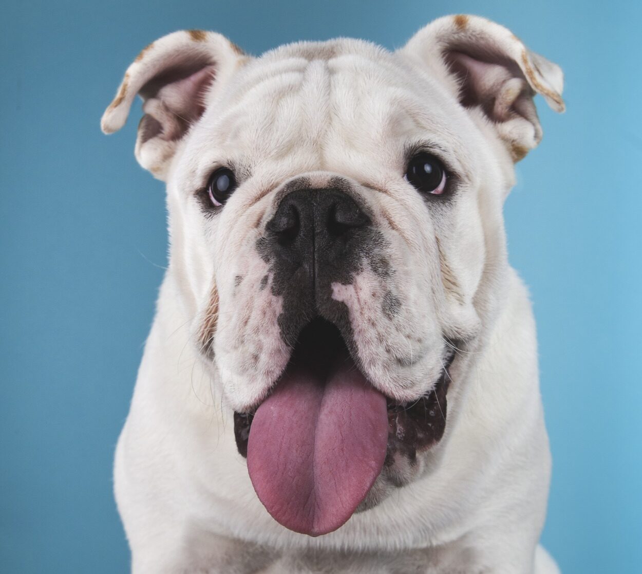 Obesidad en mascotas: una amenaza silenciosa que afecta a uno de cada cuatro perros en Colombia