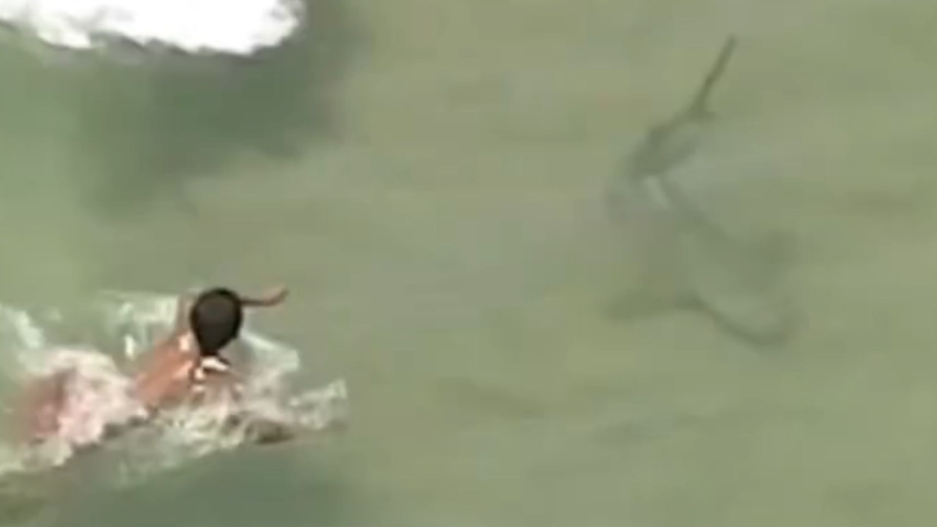 Tiburón sorprende a bañistas en Fort Lauderdale y obliga a evacuar la playa