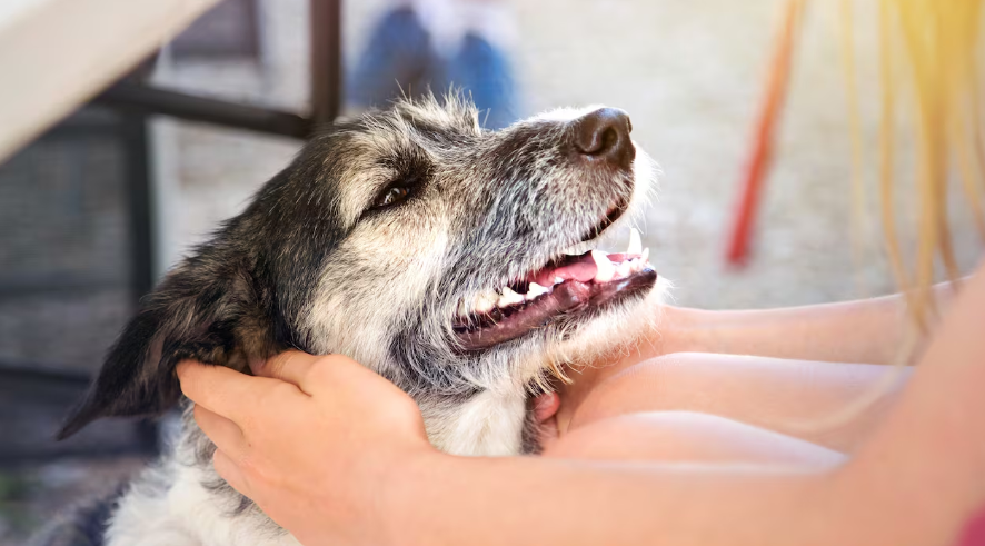 Brote de enfermedades pone en riesgo la vida de cientos de perros y gatos
