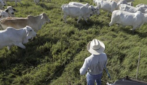 Ganaderos en Estados Unidos acusan al gobierno de Trump de traición por querer aumentar importaciones de carne argentina