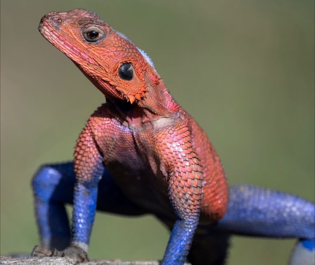 El lagarto africano que inspira a Spider-Man deslumbra por sus colores y agilidad