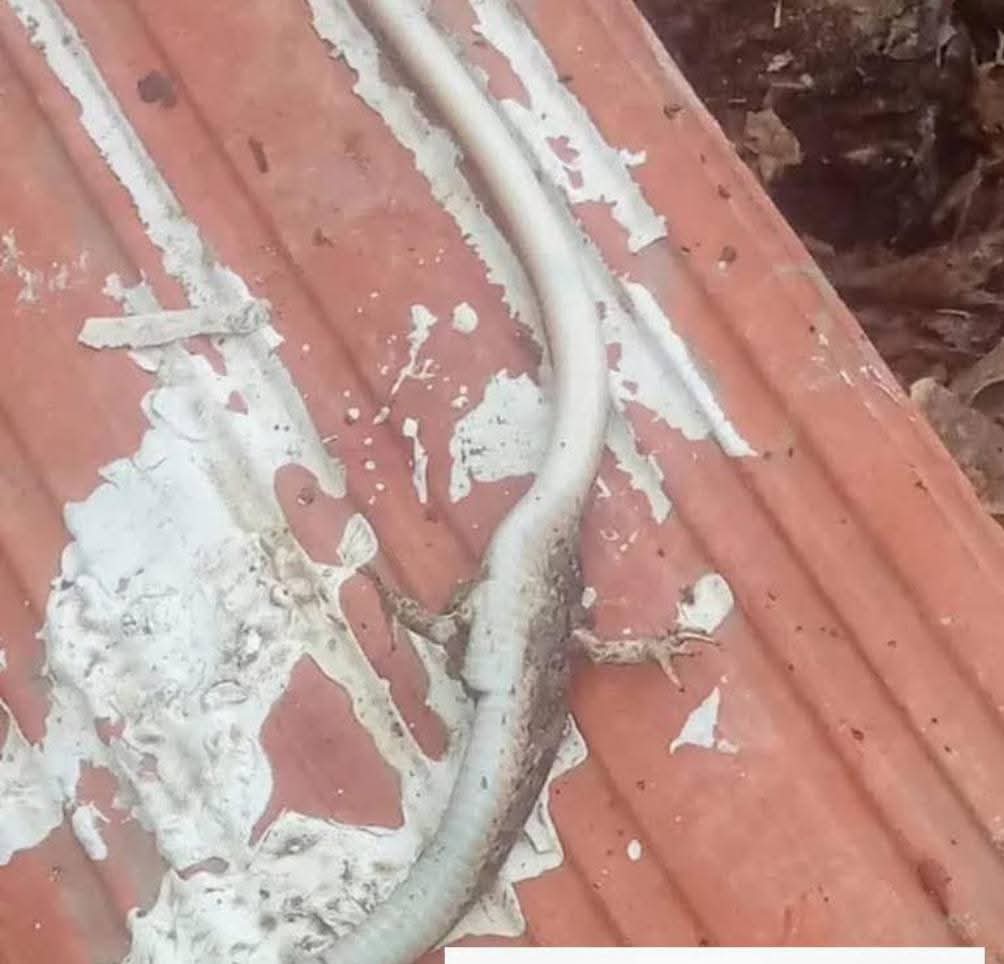 Extraño hallazgo en Bolívar causa conmoción en la comunidad: encuentran una serpiente mapaná rabo seco con dos patas en San Antonio