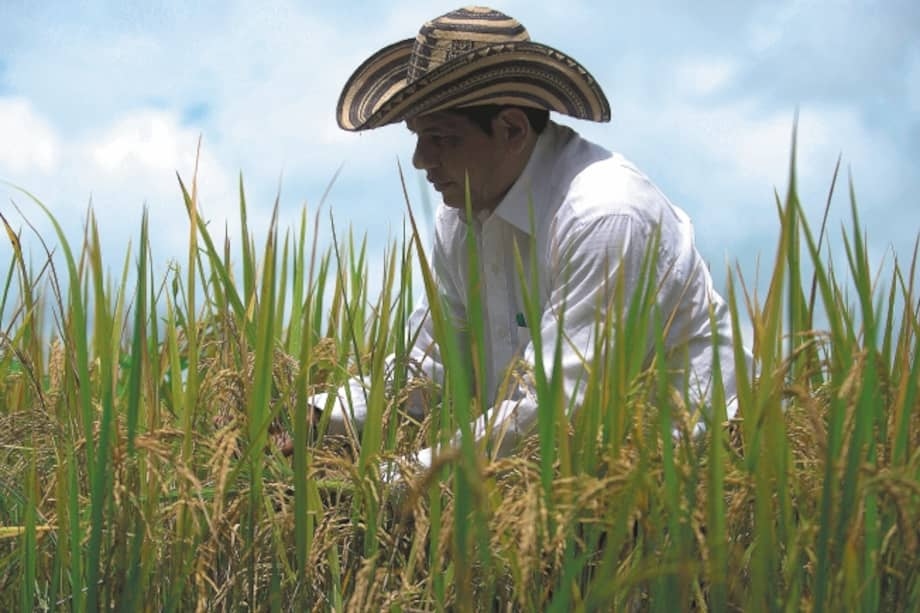 Gobierno extiende medidas para proteger al sector arrocero y enfrentar la crisis de precios en Colombia
